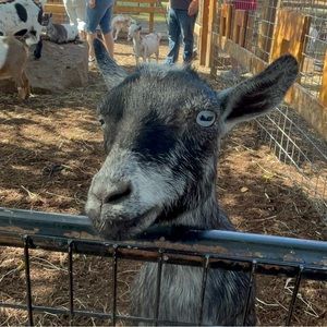 Meet your Posher, Thrifted